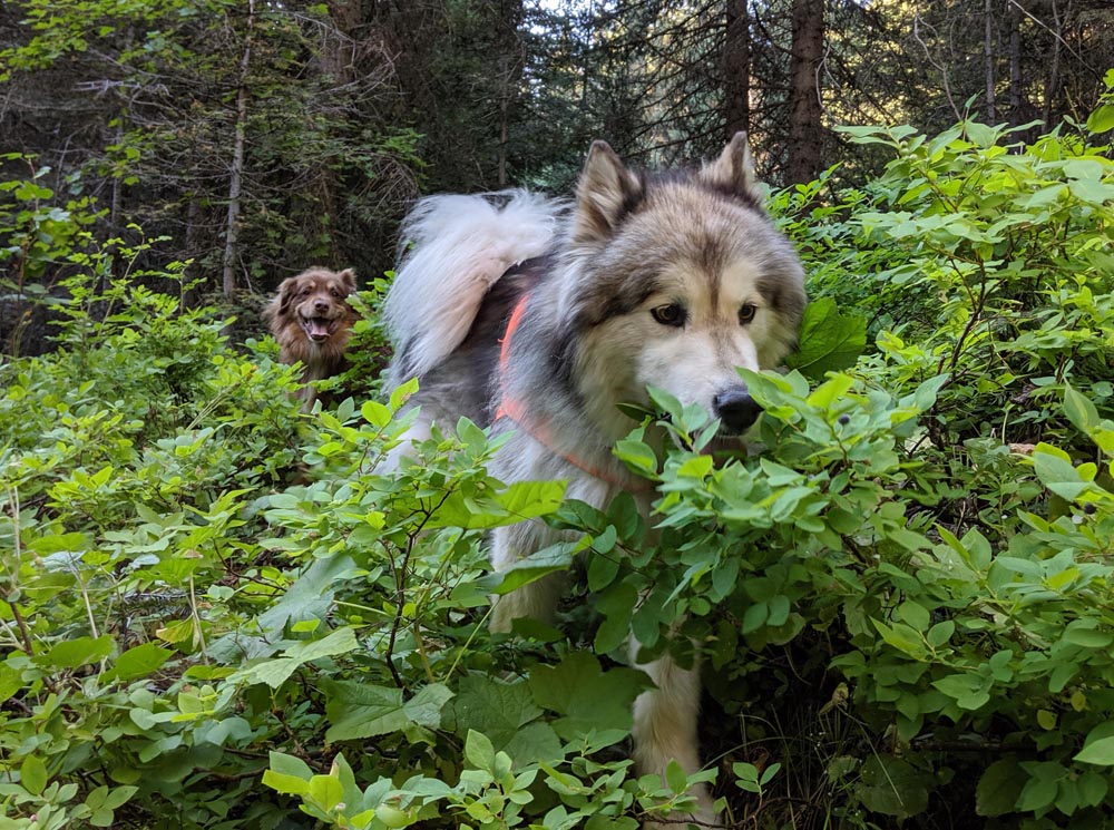 dogs eating huckleberries