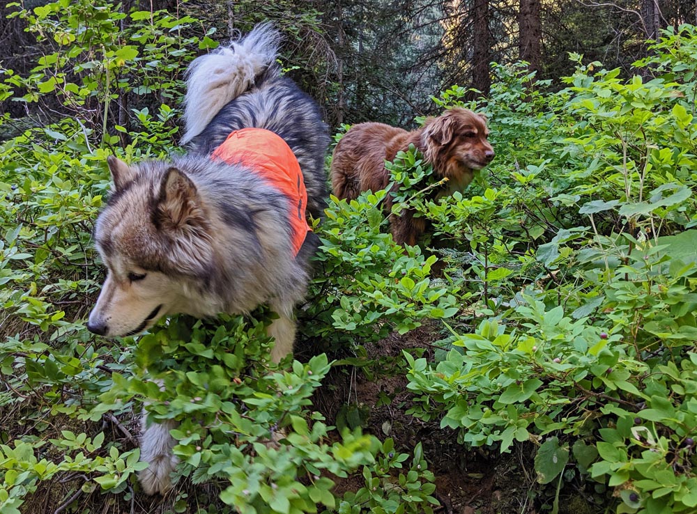 picking huckleberries