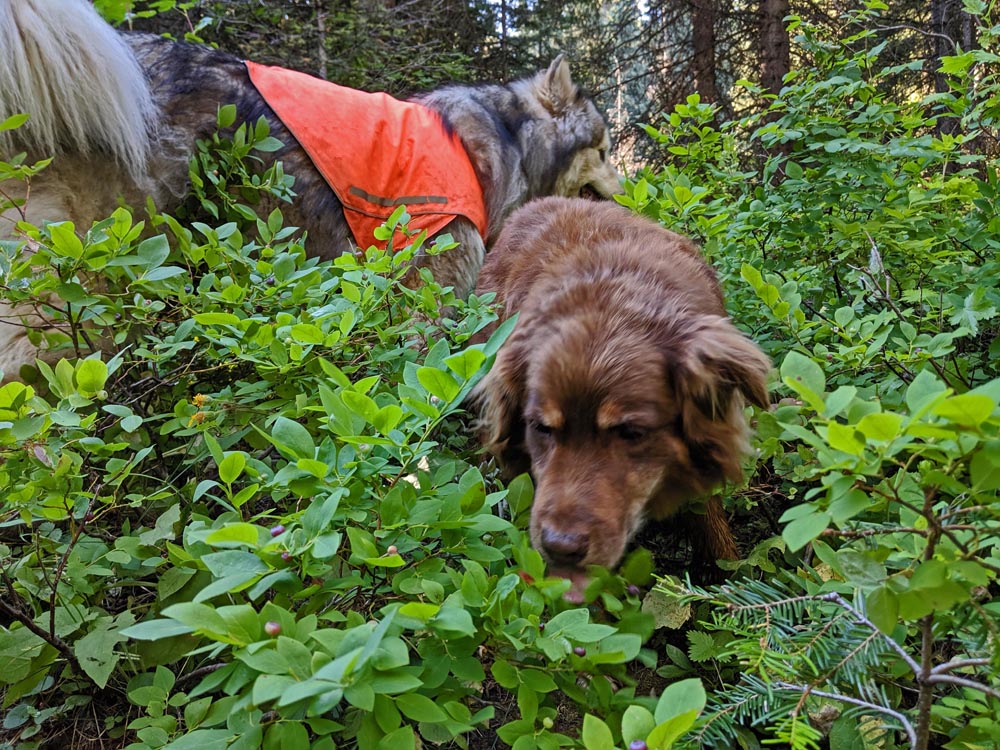 dog eating huckleberries