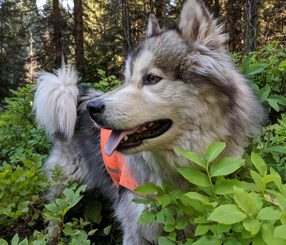 picking huckleberries