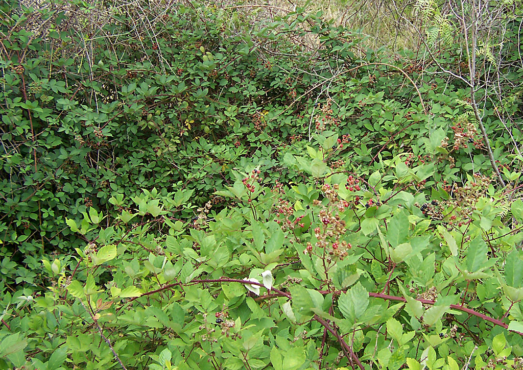 blackberry shrubs