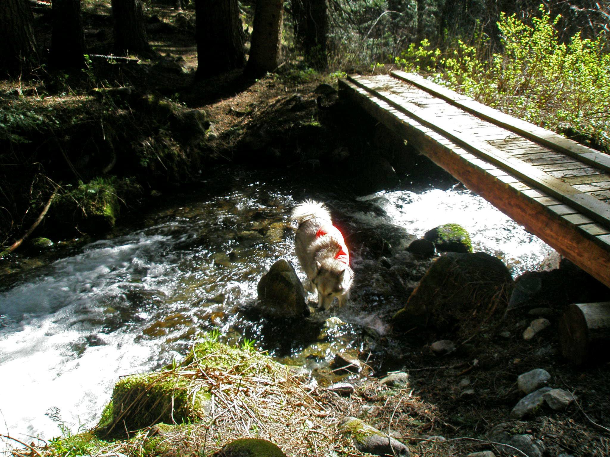 dogs in stream