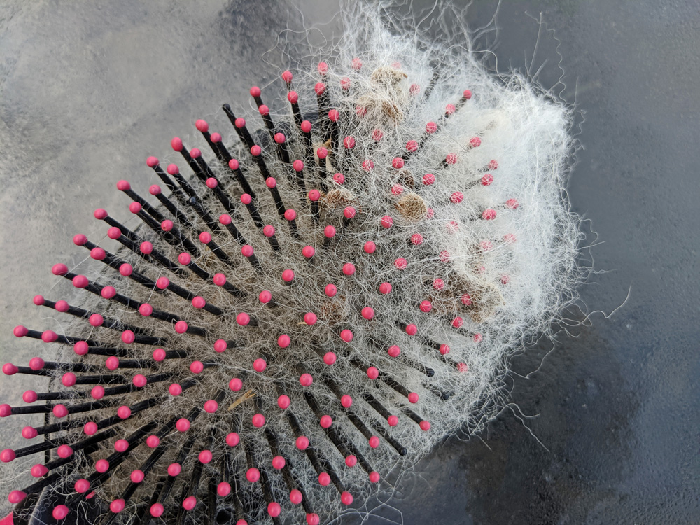 dog fur in hair brush