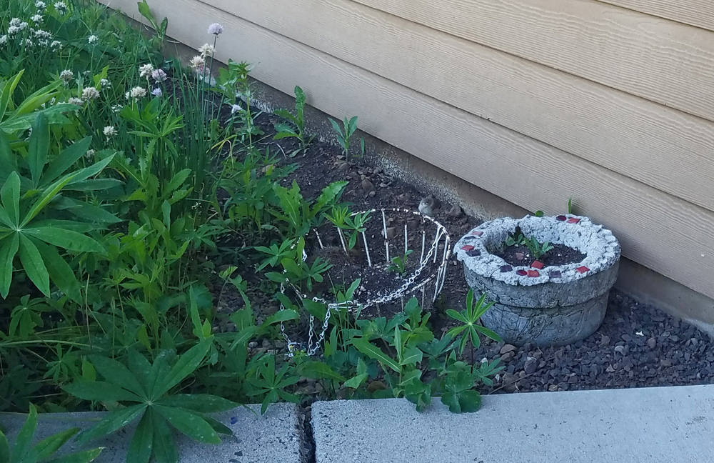 bird on wire planter