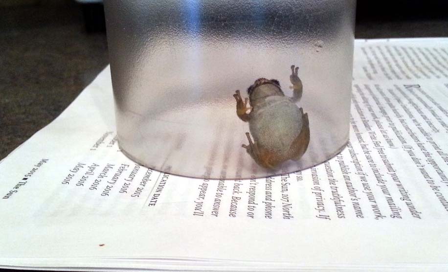 frog in glass