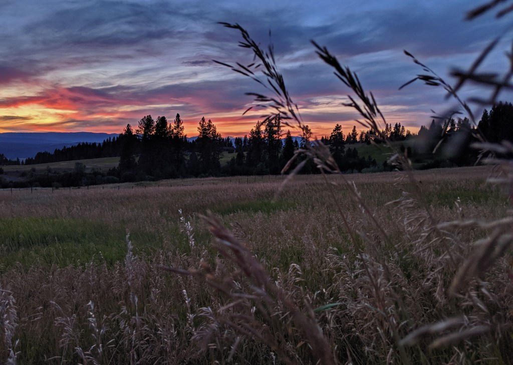 field, grass, sunset