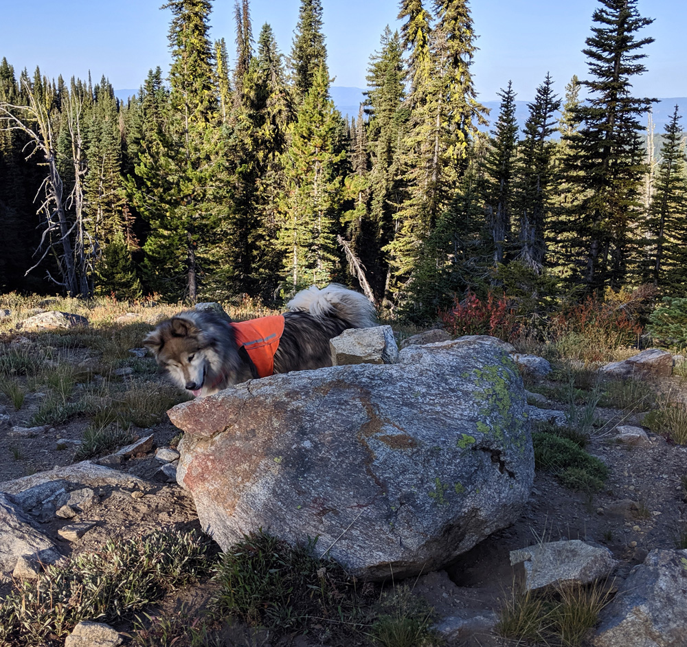 dog, boulder, trees