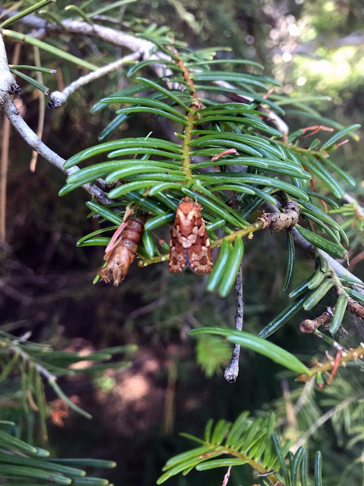 tussock moth on tree