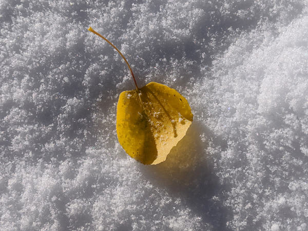 aspen leaf on snow