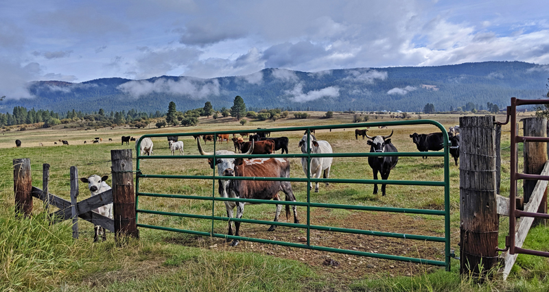 cattle in pasture
