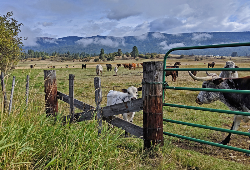 cattle in pasture