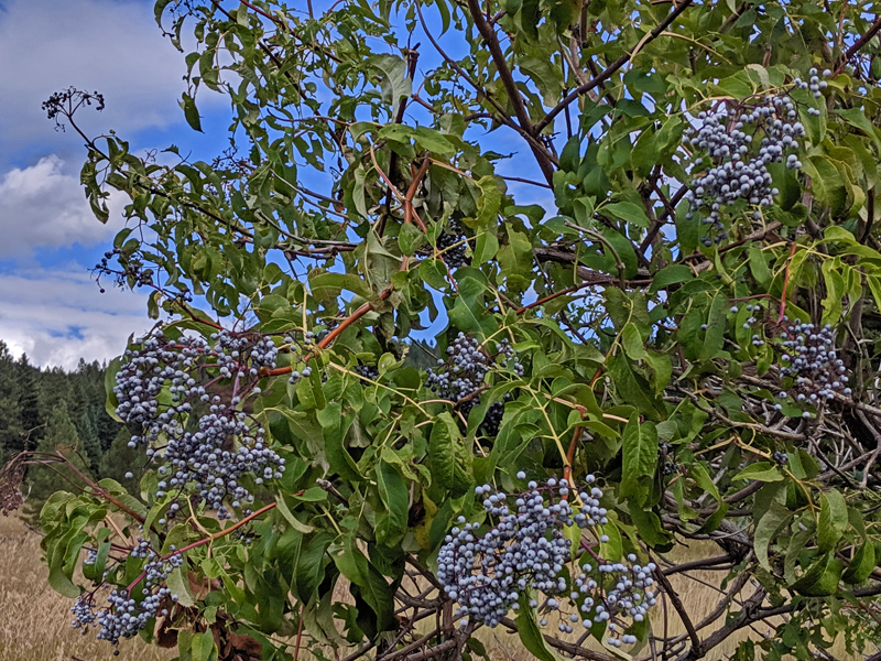 elderberry tree