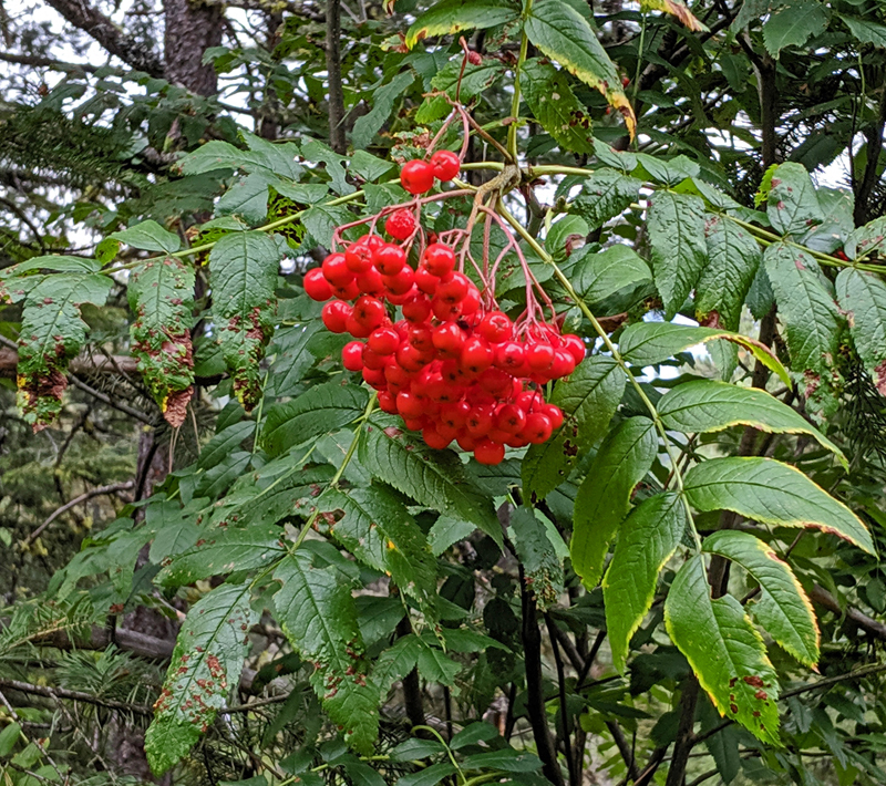 mountain ash berries