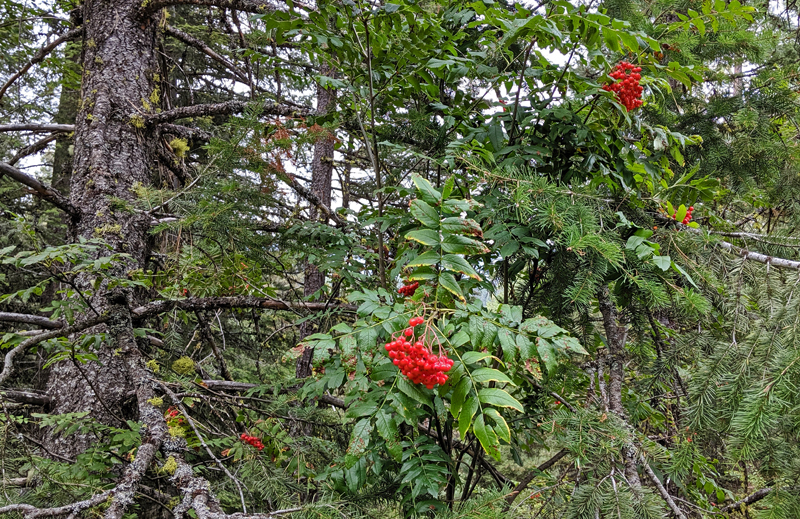mountain ash berries