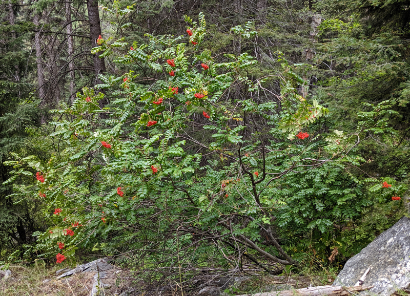 mountain ash with berries