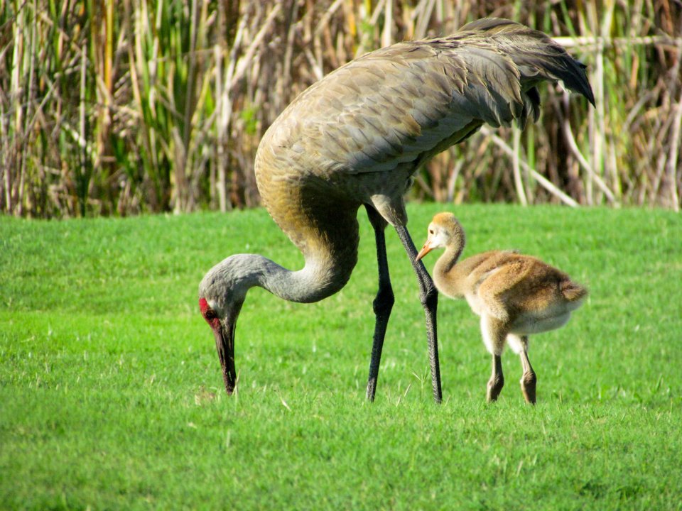 Sandhill crane and colt