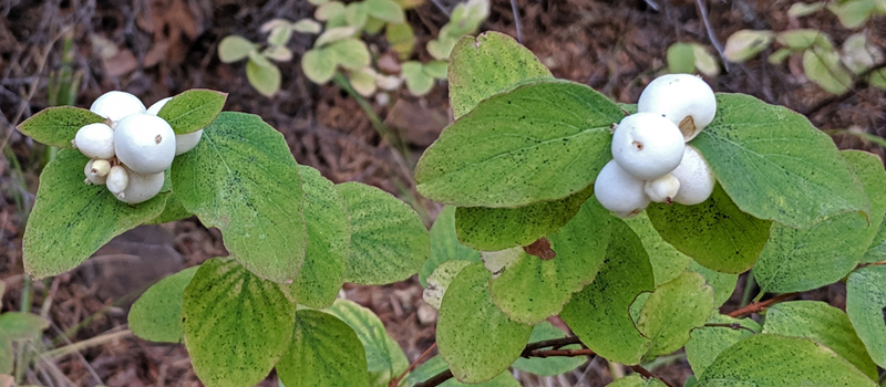 snowberries