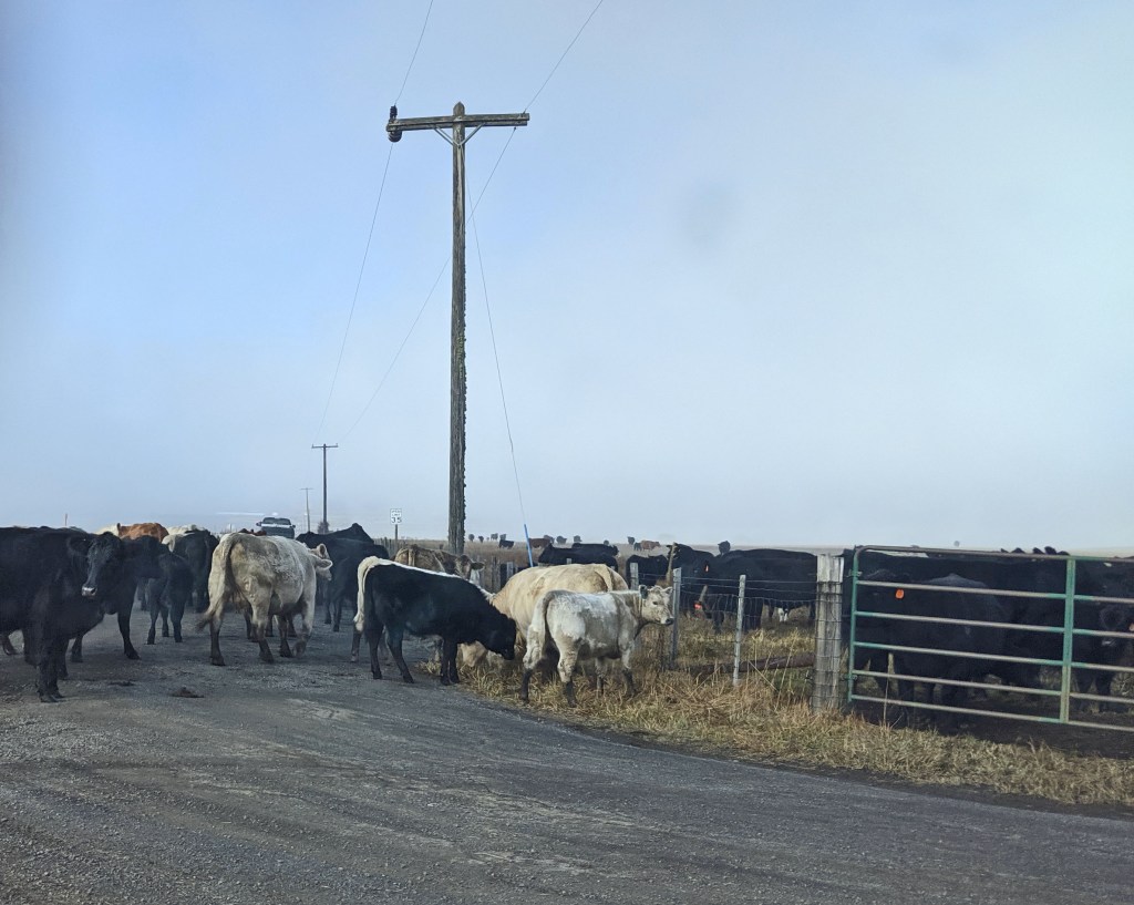 cattle on road