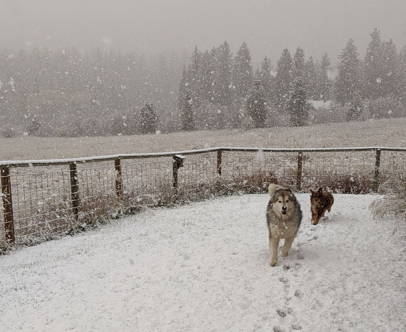 dogs running in snowy yard