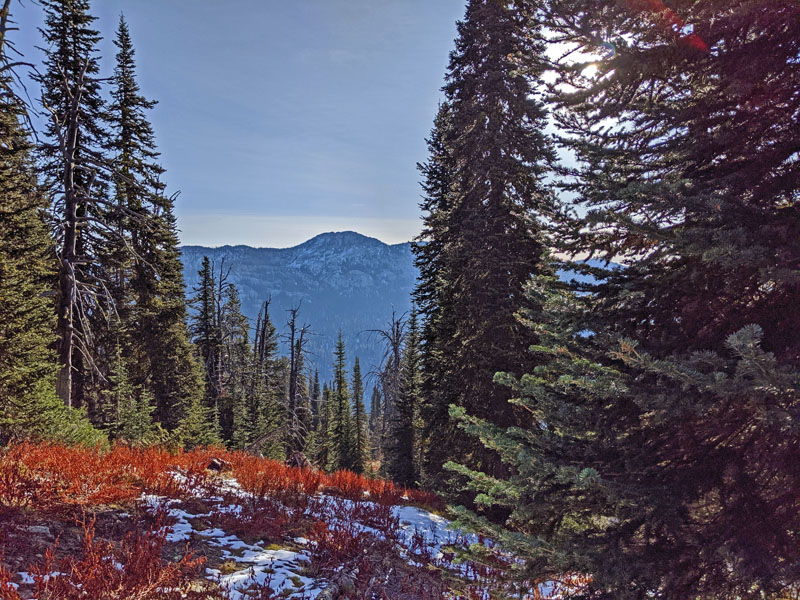 trees and mountains