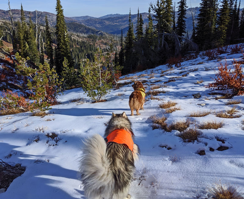 dogs, snow, mountains
