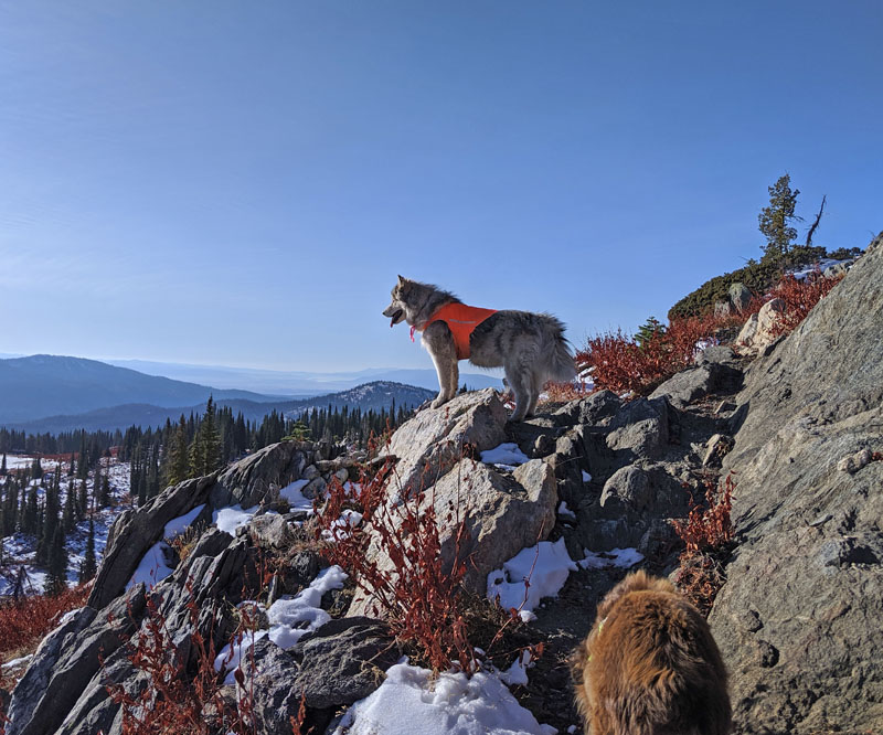 dogs, mountains