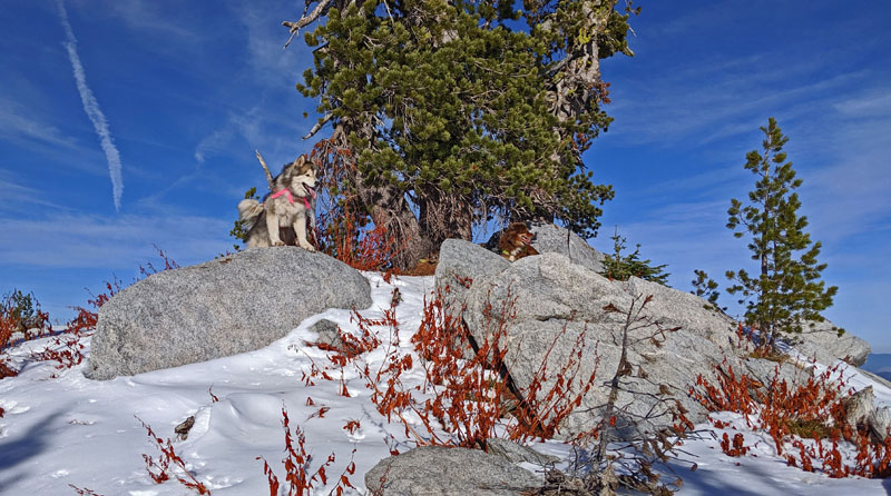 dogs on mountain