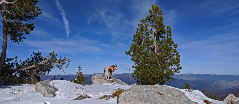 dog, mountains
