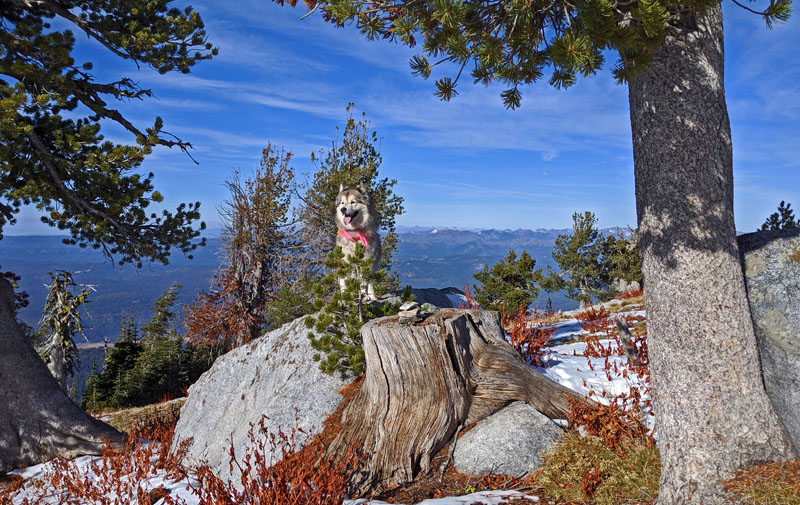 dog, trees, mountains