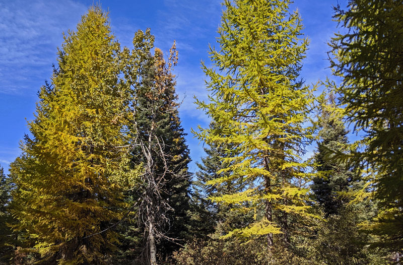 larch trees