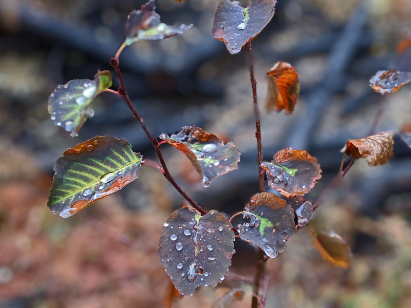 raindrops on leaves