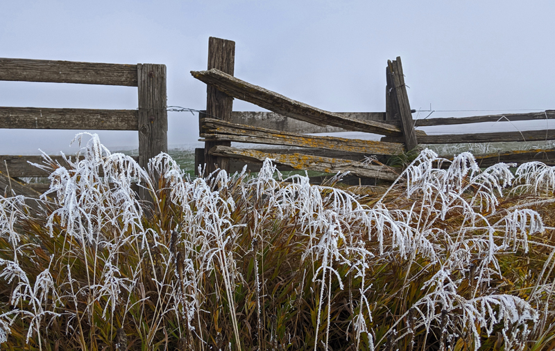 frost on grass, fence