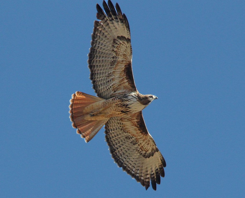 red-tailed hawk