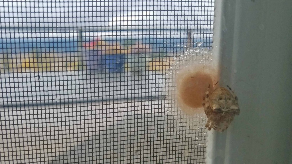 spider and cocoon on screen