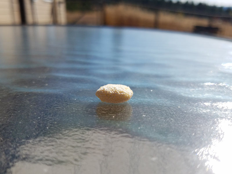 spider egg sac on table