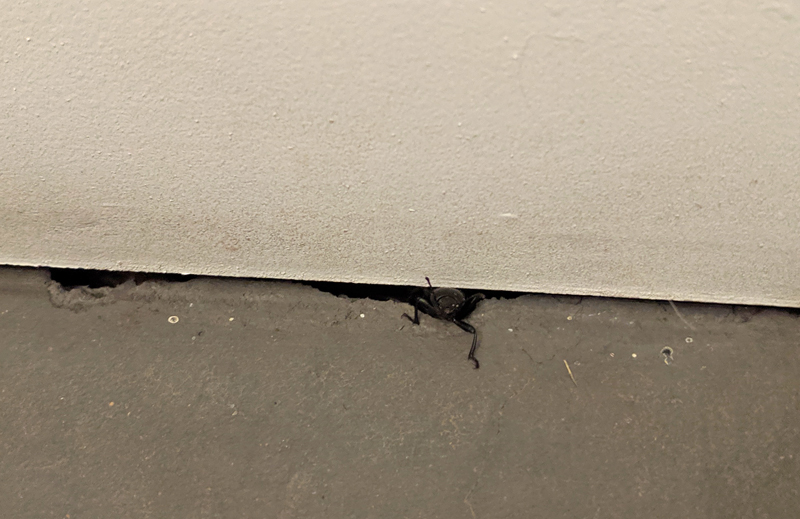 bug under wall