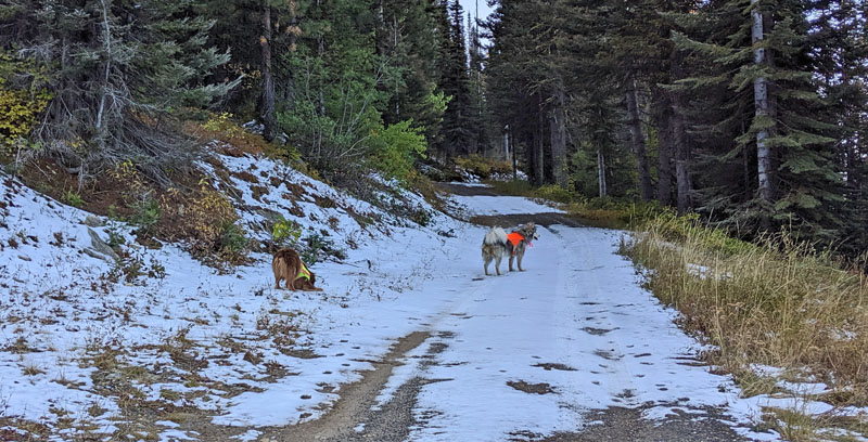 dogs on snowy road