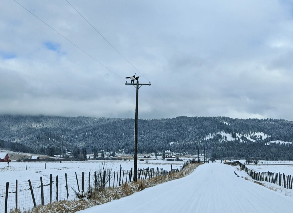 eagles on telephone pole