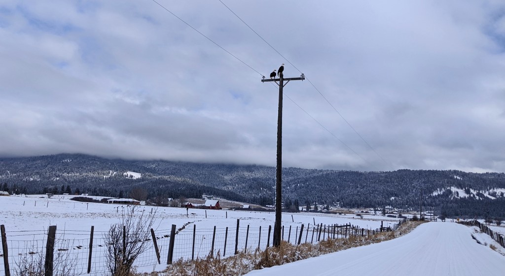 eagles on telephone pole