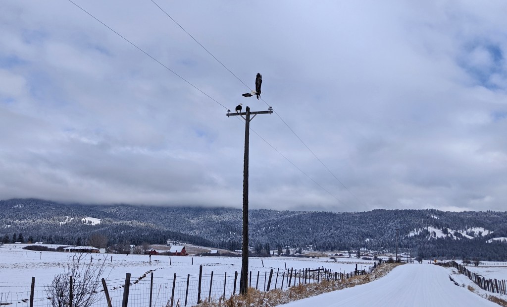 eagles on telephone pole