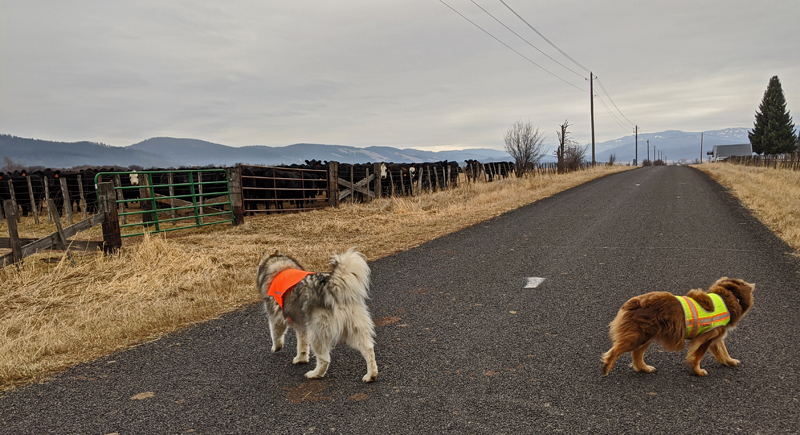 dogs on road, cattle in pasture