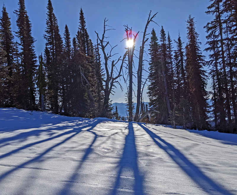 trees, snow