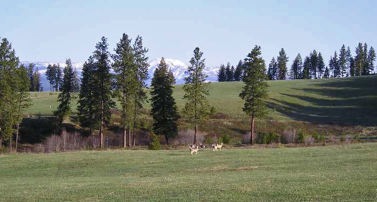 deer in pasture