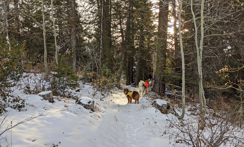 dogs on snowy trail