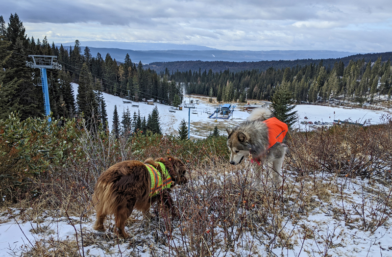 dogs, ski resort