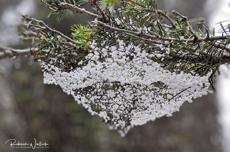 spider web with snow