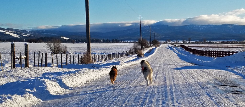 dogs running on snowy road