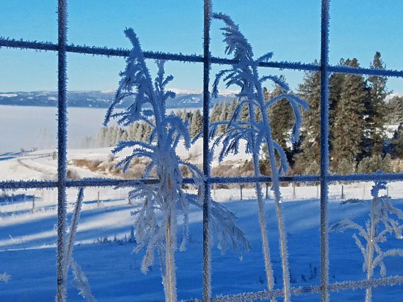 frosted grass fronds and fence wire