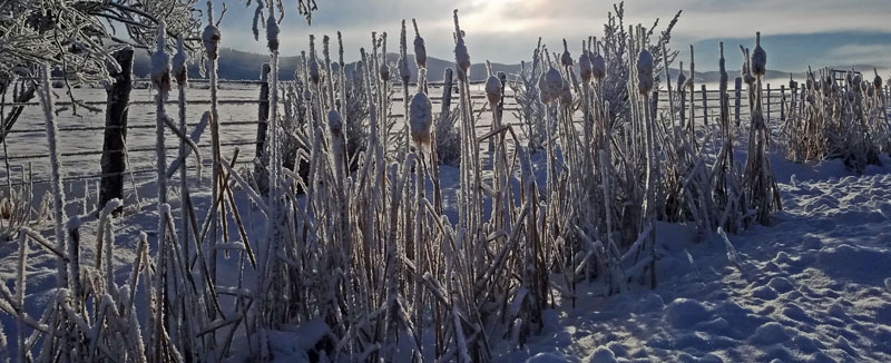 frosted cattails