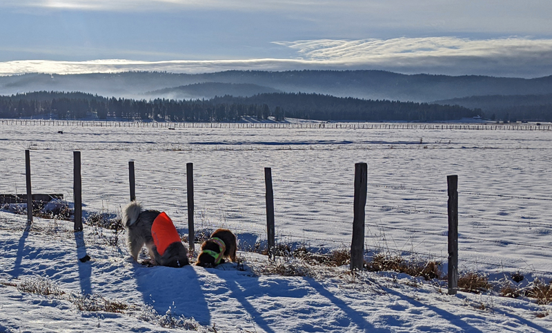 dogs in snow, fence